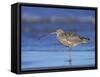 Long-Billed Curlew, Padre Island National Seashore, Texas, USA-Rolf Nussbaumer-Framed Stretched Canvas