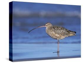 Long-Billed Curlew, Padre Island National Seashore, Texas, USA-Rolf Nussbaumer-Stretched Canvas