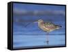 Long-Billed Curlew, Padre Island National Seashore, Texas, USA-Rolf Nussbaumer-Framed Stretched Canvas