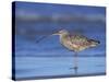 Long-Billed Curlew, Padre Island National Seashore, Texas, USA-Rolf Nussbaumer-Stretched Canvas