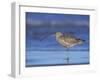 Long-Billed Curlew, Padre Island National Seashore, Texas, USA-Rolf Nussbaumer-Framed Photographic Print