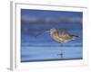 Long-Billed Curlew, Padre Island National Seashore, Texas, USA-Rolf Nussbaumer-Framed Photographic Print