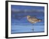 Long-Billed Curlew, Padre Island National Seashore, Texas, USA-Rolf Nussbaumer-Framed Photographic Print