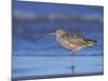 Long-Billed Curlew, Padre Island National Seashore, Texas, USA-Rolf Nussbaumer-Mounted Photographic Print