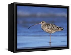 Long-Billed Curlew, Padre Island National Seashore, Texas, USA-Rolf Nussbaumer-Framed Stretched Canvas