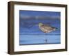 Long-Billed Curlew, Padre Island National Seashore, Texas, USA-Rolf Nussbaumer-Framed Photographic Print