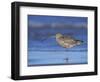 Long-Billed Curlew, Padre Island National Seashore, Texas, USA-Rolf Nussbaumer-Framed Photographic Print