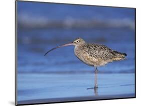 Long-Billed Curlew, Padre Island National Seashore, Texas, USA-Rolf Nussbaumer-Mounted Photographic Print