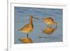 Long-billed Curlew pair foraging-Ken Archer-Framed Photographic Print