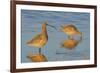 Long-billed Curlew pair foraging-Ken Archer-Framed Photographic Print