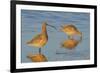 Long-billed Curlew pair foraging-Ken Archer-Framed Photographic Print