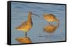 Long-billed Curlew pair foraging-Ken Archer-Framed Stretched Canvas