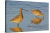 Long-billed Curlew pair foraging-Ken Archer-Stretched Canvas