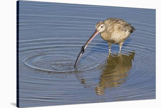 Long-Billed Curlew with Clam in it's Bill-Hal Beral-Stretched Canvas