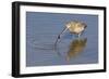 Long-Billed Curlew with Clam in it's Bill-Hal Beral-Framed Photographic Print