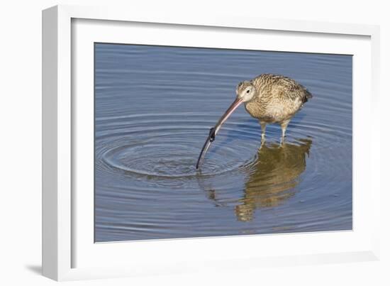 Long-Billed Curlew with Clam in it's Bill-Hal Beral-Framed Photographic Print