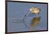 Long-Billed Curlew with Clam in it's Bill-Hal Beral-Framed Photographic Print