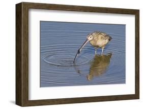 Long-Billed Curlew with Clam in it's Bill-Hal Beral-Framed Photographic Print