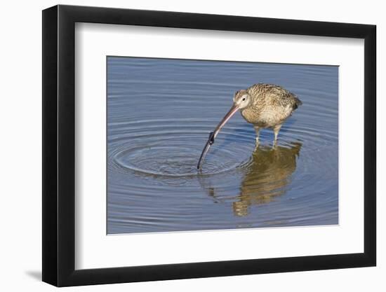 Long-Billed Curlew with Clam in it's Bill-Hal Beral-Framed Photographic Print