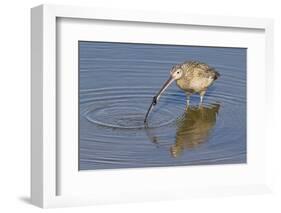 Long-Billed Curlew with Clam in it's Bill-Hal Beral-Framed Photographic Print