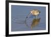 Long-Billed Curlew with Clam in it's Bill-Hal Beral-Framed Photographic Print