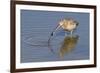 Long-Billed Curlew with Clam in it's Bill-Hal Beral-Framed Photographic Print