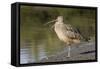 Long-Billed Curlew with Open Bill Showing Tongue-Hal Beral-Framed Stretched Canvas