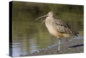 Long-Billed Curlew with Open Bill Showing Tongue-Hal Beral-Stretched Canvas