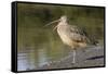 Long-Billed Curlew with Open Bill Showing Tongue-Hal Beral-Framed Stretched Canvas