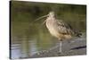 Long-Billed Curlew with Open Bill Showing Tongue-Hal Beral-Stretched Canvas