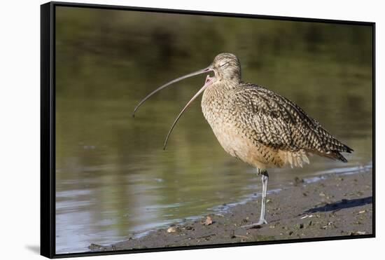 Long-Billed Curlew with Open Bill Showing Tongue-Hal Beral-Framed Stretched Canvas
