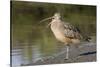 Long-Billed Curlew with Open Bill Showing Tongue-Hal Beral-Stretched Canvas