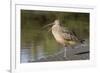 Long-Billed Curlew with Open Bill Showing Tongue-Hal Beral-Framed Photographic Print