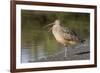 Long-Billed Curlew with Open Bill Showing Tongue-Hal Beral-Framed Photographic Print