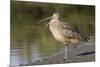 Long-Billed Curlew with Open Bill Showing Tongue-Hal Beral-Mounted Photographic Print