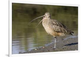 Long-Billed Curlew with Open Bill Showing Tongue-Hal Beral-Framed Photographic Print