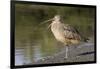 Long-Billed Curlew with Open Bill Showing Tongue-Hal Beral-Framed Photographic Print