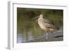 Long-Billed Curlew with Open Bill Showing Tongue-Hal Beral-Framed Photographic Print