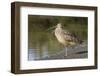 Long-Billed Curlew with Open Bill Showing Tongue-Hal Beral-Framed Photographic Print