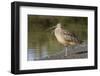 Long-Billed Curlew with Open Bill Showing Tongue-Hal Beral-Framed Photographic Print