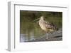 Long-Billed Curlew with Open Bill Showing Tongue-Hal Beral-Framed Photographic Print