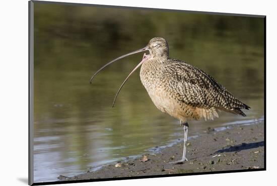 Long-Billed Curlew with Open Bill Showing Tongue-Hal Beral-Mounted Photographic Print