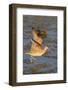 Long-Billed Curlew with Raised Wings-Hal Beral-Framed Photographic Print