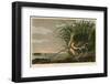 Long-Billed Curlew-John James Audubon-Framed Giclee Print