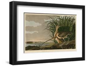 Long-Billed Curlew-John James Audubon-Framed Giclee Print