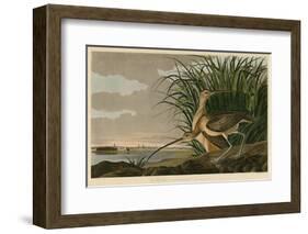 Long-Billed Curlew-John James Audubon-Framed Giclee Print