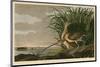Long-Billed Curlew-John James Audubon-Mounted Giclee Print