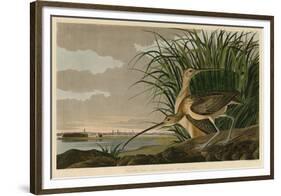 Long-Billed Curlew-John James Audubon-Framed Giclee Print