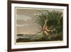 Long-Billed Curlew-John James Audubon-Framed Giclee Print