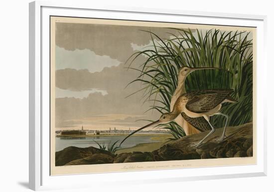 Long-Billed Curlew-John James Audubon-Framed Giclee Print